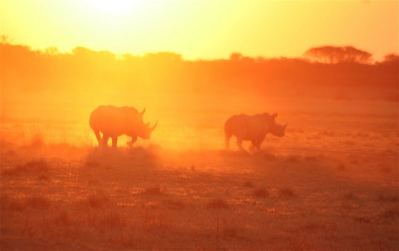 Rhino at Khama Sanctuary Reserve