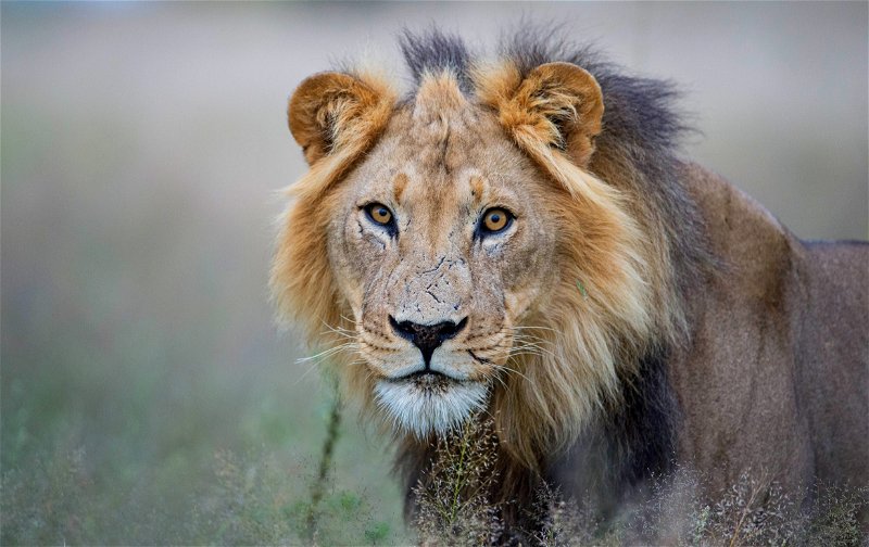 Botswana, Lion