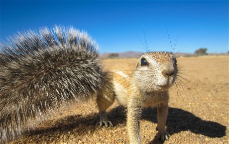 Ground Squirrel, Namibia