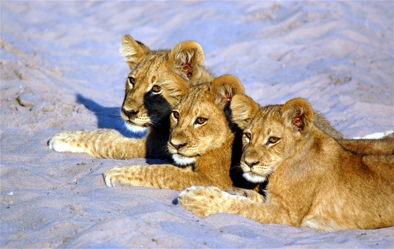 Trio of lion cubs