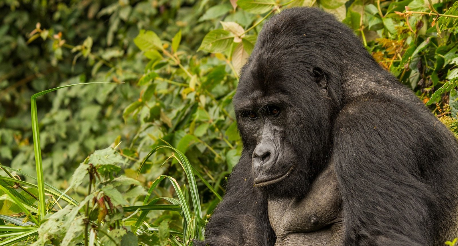 The Ultimate Uganda and Rwanda Gorilla Safari