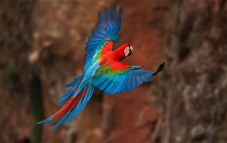 Macaw, Peruvian Rainforest