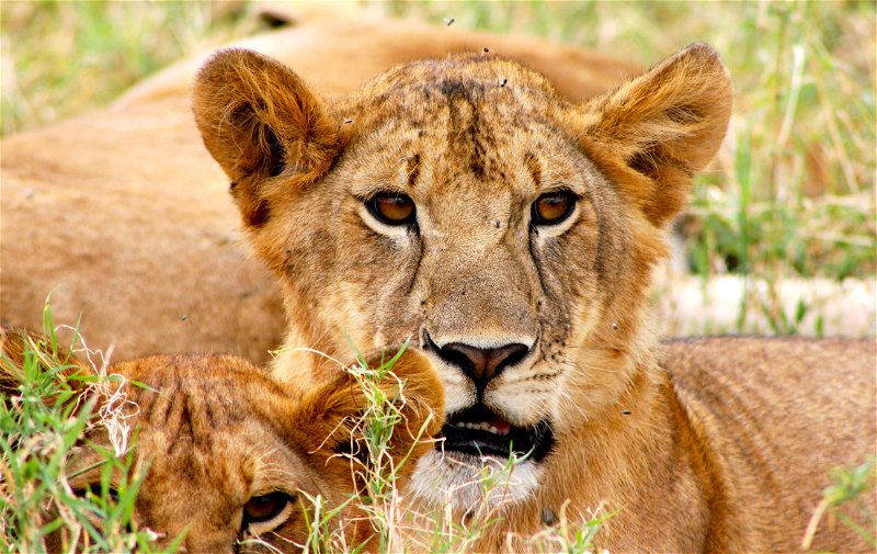 Lion and cub, Tanzania