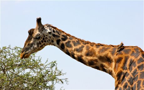 Giraffe at lunch