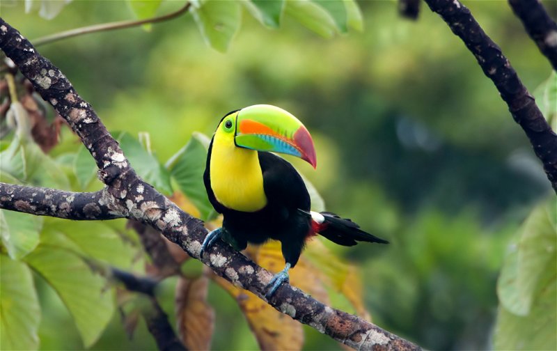 Spotting the brightly coloured toucan