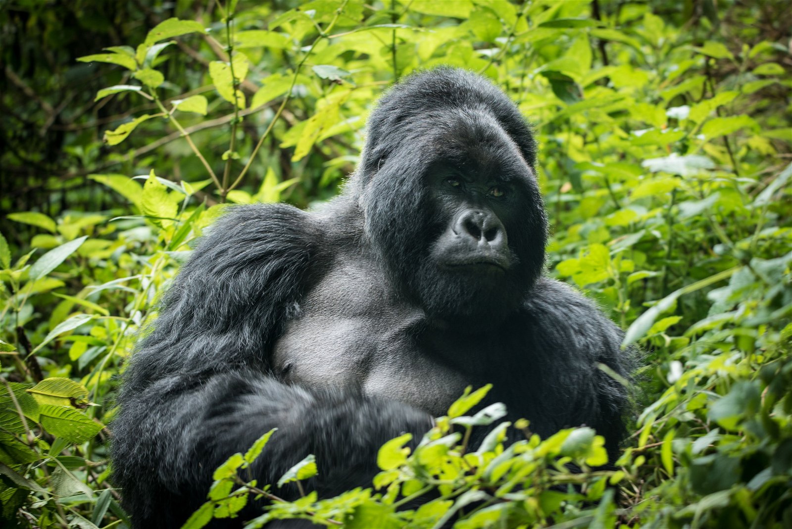 The Ultimate Uganda and Rwanda Gorilla Safari