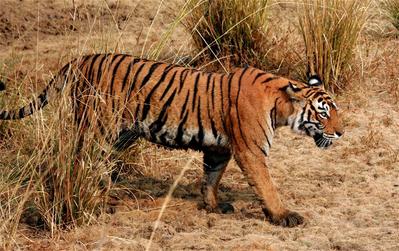 Tiger safaris in three of India's most renowned tiger reserves