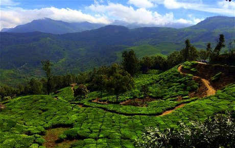 Patchwork tea terraces in the Western Ghats