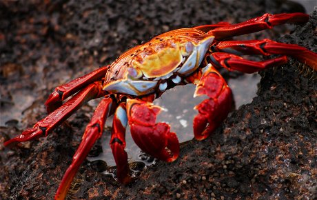 The rather wonderfully named Sally lightfoot crab