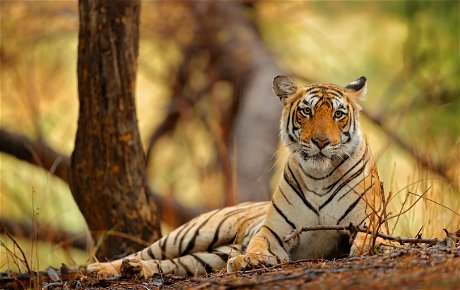 Tiger, Ranthambore