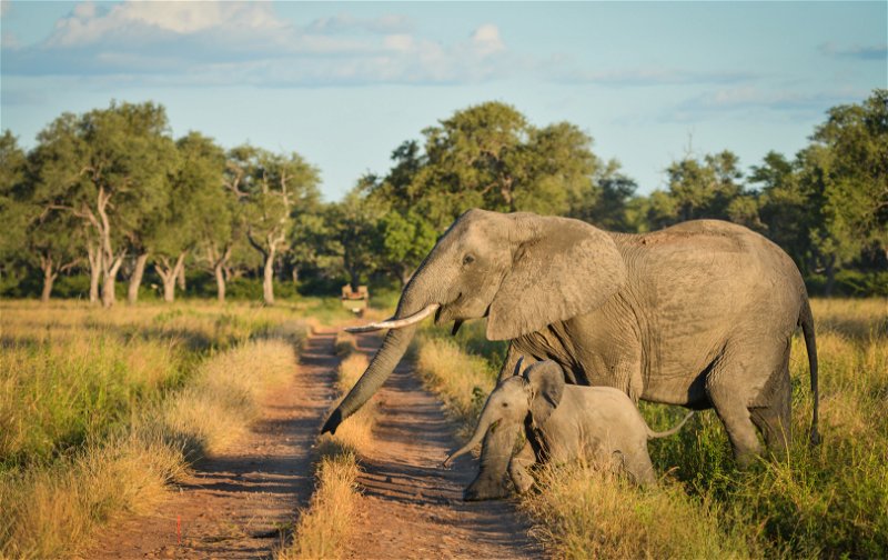 Elephants crossing the road in South Luangwa
