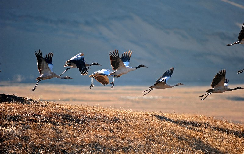 Black necked cranes congregate in Phobjikha Valley