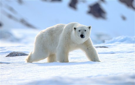 Polar Bear on the prowl