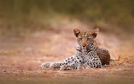 Leopard - Hwange NP, Zimbabwe