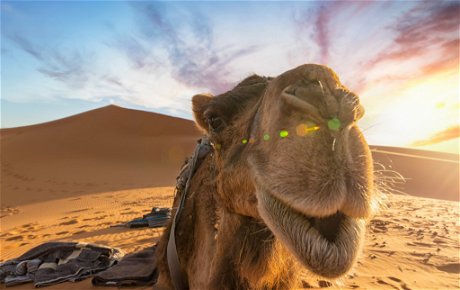 Camel in the Sahara Morocco