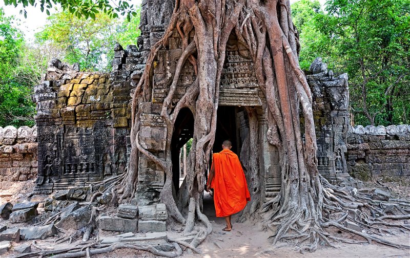 The wonder of nature reclaiming the ancient temples
