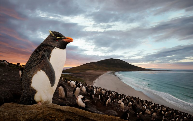 Falkland Penguin.jpg