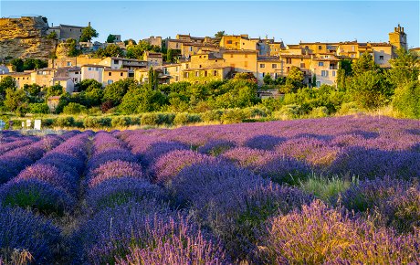 Gorgeous lavender fields beneath the hill-top town of Saignon