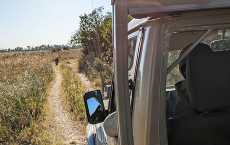 Watching the lion stalking from the truck, Moremi